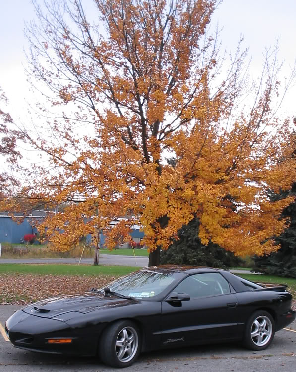 Name:  carpics1032_edited.jpg
Views: 24
Size:  161.3 KB
