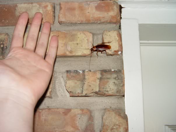 Name:  roaches.jpg
Views: 23
Size:  31.1 KB