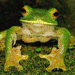 Evilfrog's Avatar
