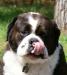 Buddysilva's Avatar